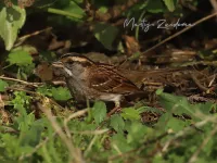 Witkeelgors [Zonotrichia albicollis] - Maasvlakte Rotterdam (1okt2026)